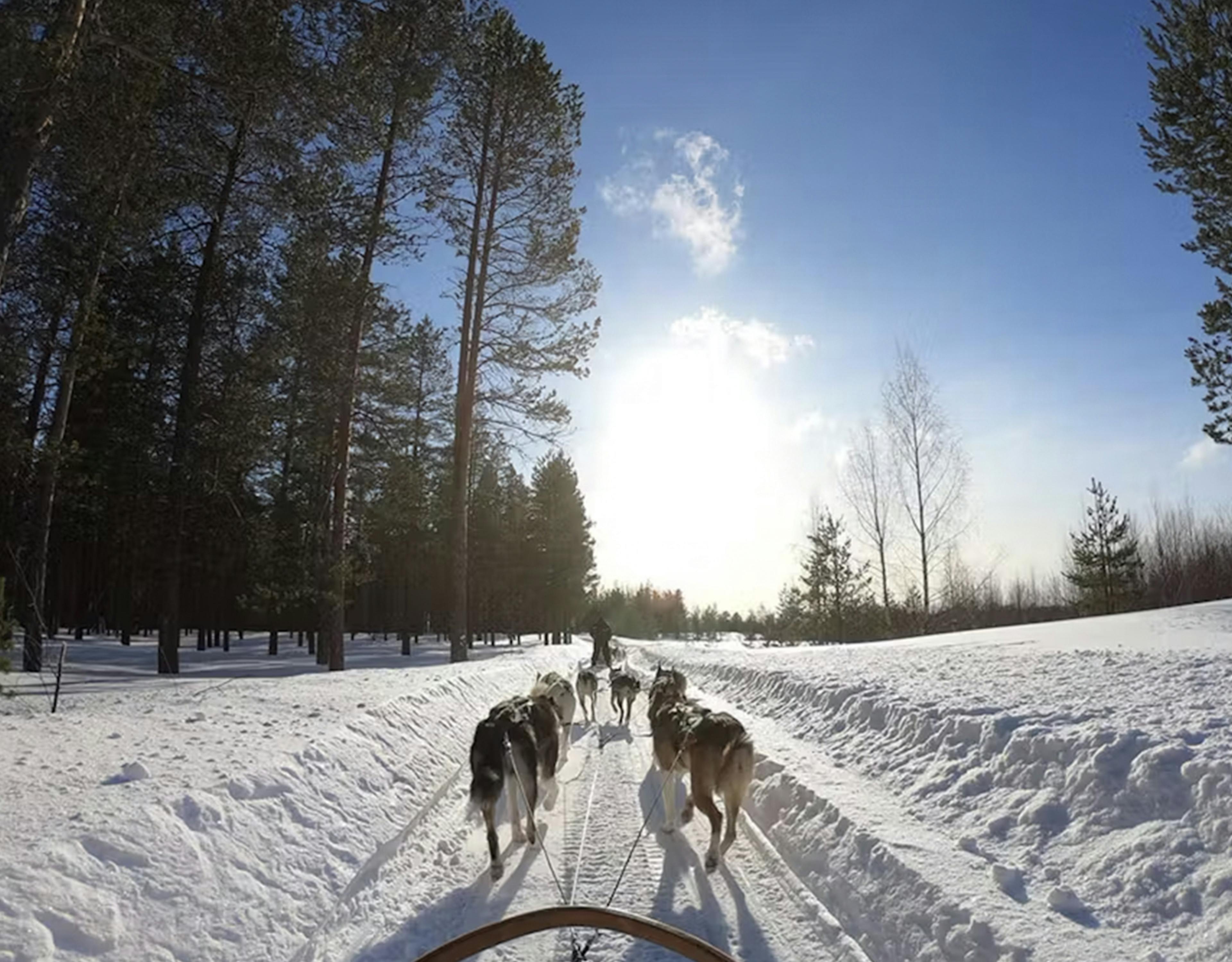 Airelles Val d'Isère, expérience chiens de traineau