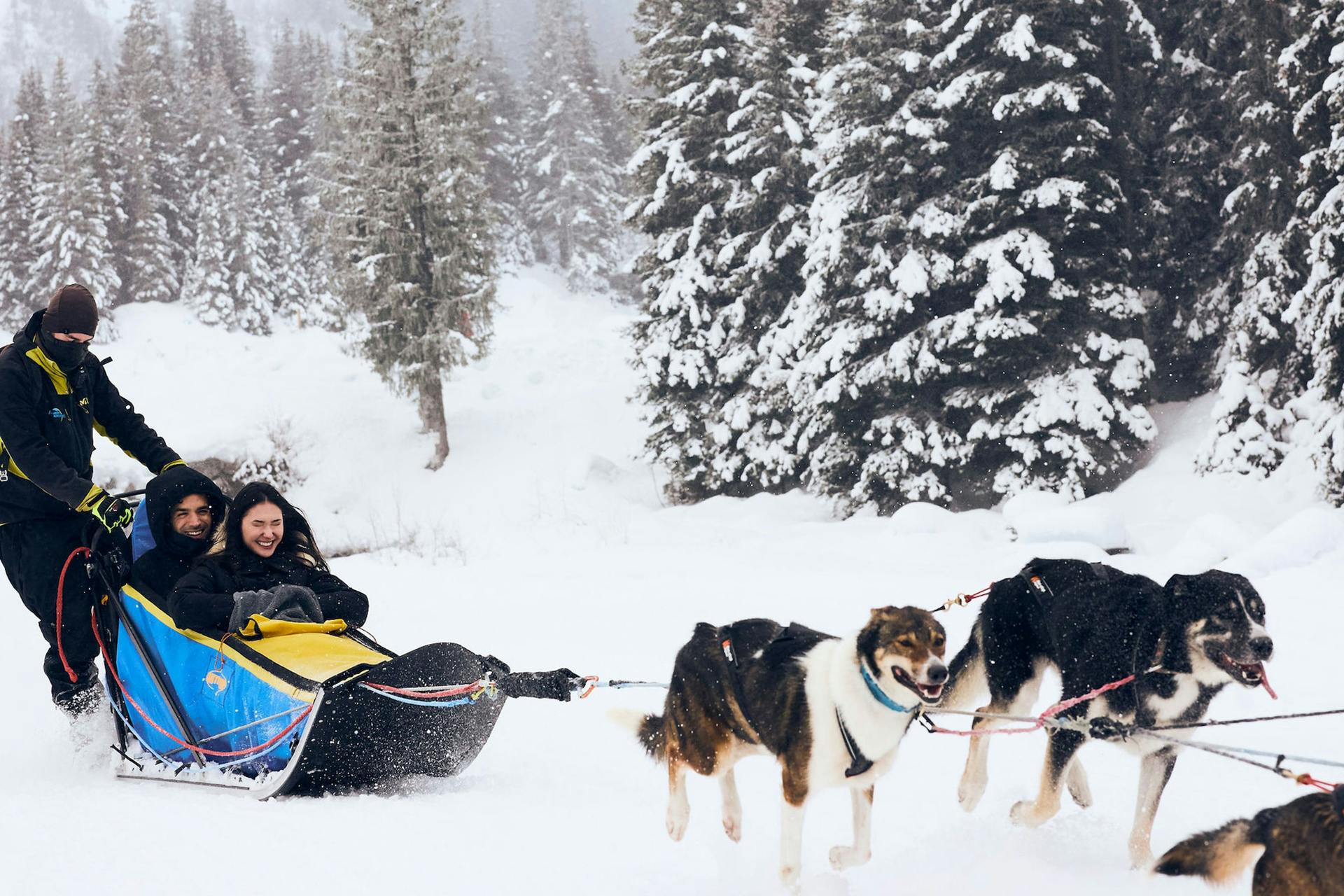Airelles Val d'Isère, expérience chiens de traineau